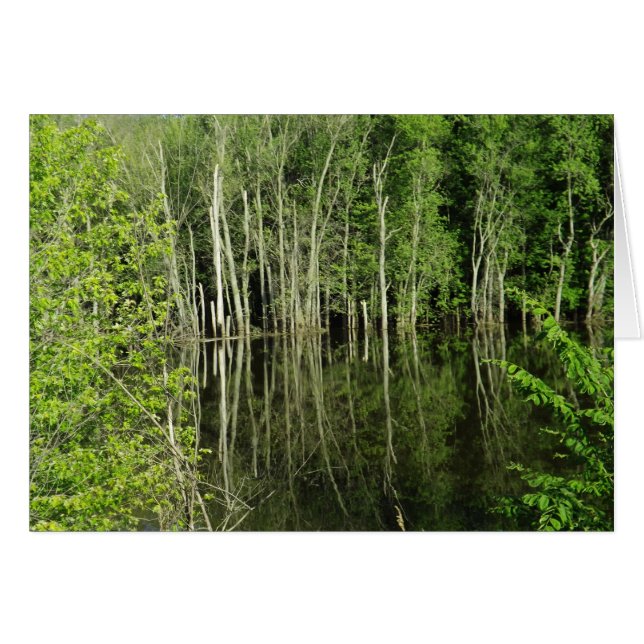 Reflection of Trees in Water Photograph Blank Card (Front Horizontal)