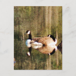 Reflection Postcard