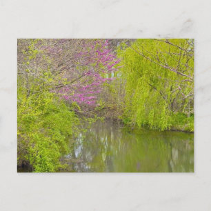 Reflections in Nature Postcard