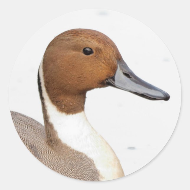 Reflections of a Northern Pintail Duck Classic Round Sticker (Front)