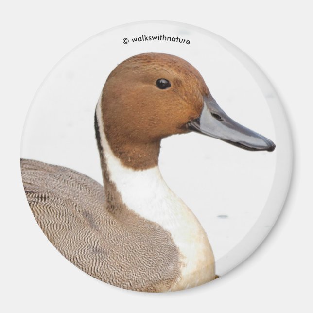 Reflections of a Northern Pintail Duck Magnet (Front)