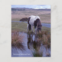 Reflections of a Pony Dartmoor National Park Devon