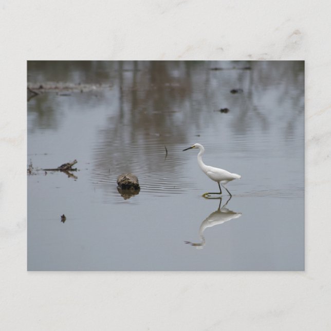Reflections of a Snowy Egret on the Move Postcard (Front)