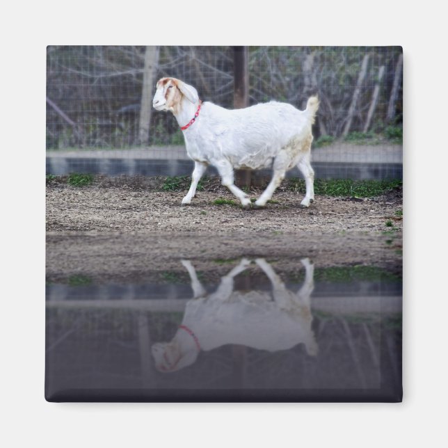 Reflections of a white goat, magnet (Front)