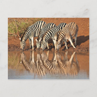 Reflections: Zebras Postcard