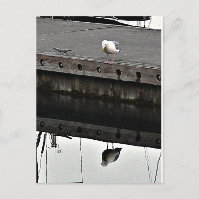 reflective Seagull Postcard (Front)