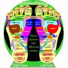 reflexology foot map