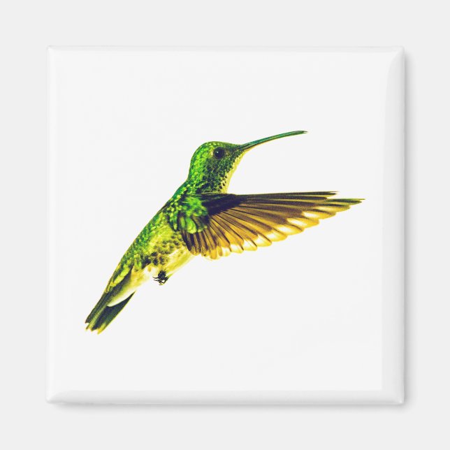 Refrigerator magnet with Plain-bellied Emerald (Front)
