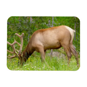Refrigerator Magnet Yellowstone Elk