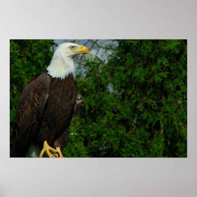 Regal American Bald Eagle Poster (Front)
