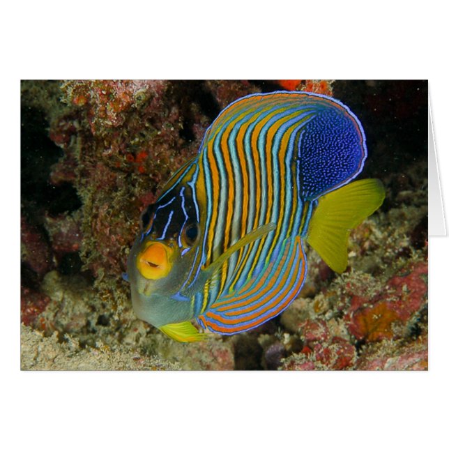 Regal angelfish (Front Horizontal)