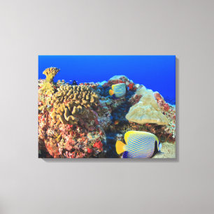 Regal Angelfish Pygoplites diacanthus), Canvas Print