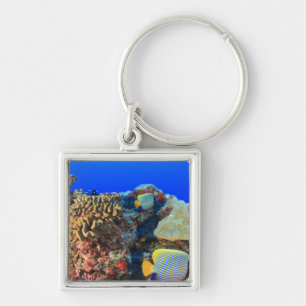 Regal Angelfish Pygoplites diacanthus), Key Ring