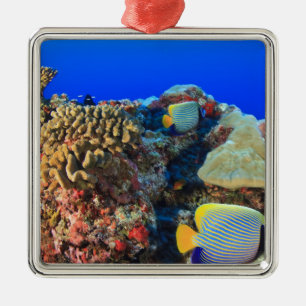 Regal Angelfish Pygoplites diacanthus), Metal Tree Decoration