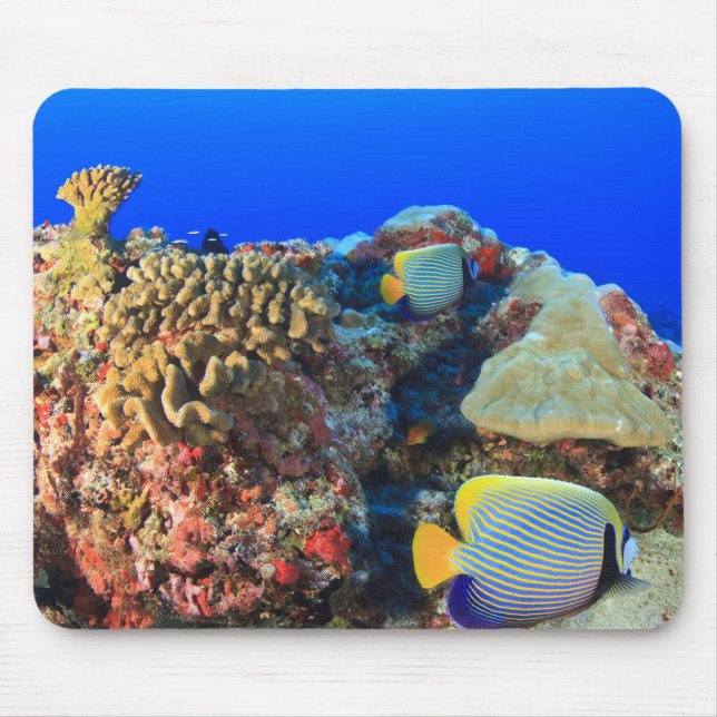 Regal Angelfish Pygoplites diacanthus), Mouse Pad (Front)