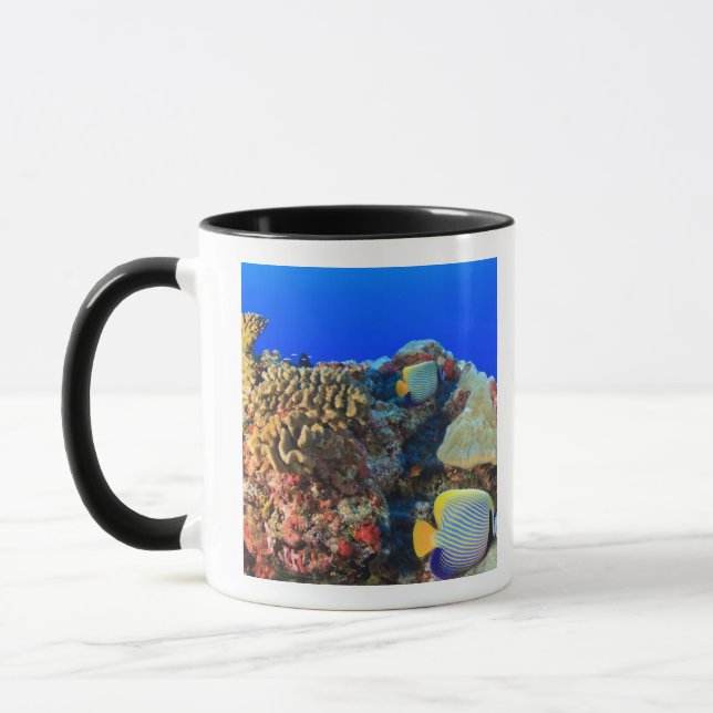 Regal Angelfish Pygoplites diacanthus), Mug (Left)