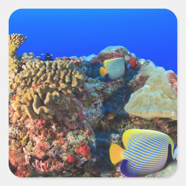 Regal Angelfish Pygoplites diacanthus), Square Sticker (Front)