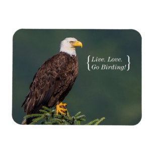 Regal Bald Eagle Magnet