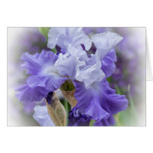 Regal Bearded Iris - Purple & White Blank Card
