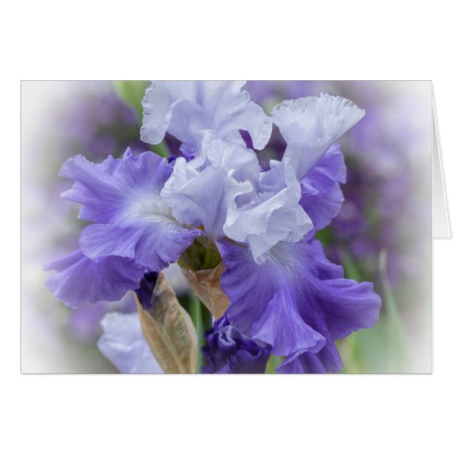 Regal Bearded Iris - Purple & White Blank Card (Front Horizontal)
