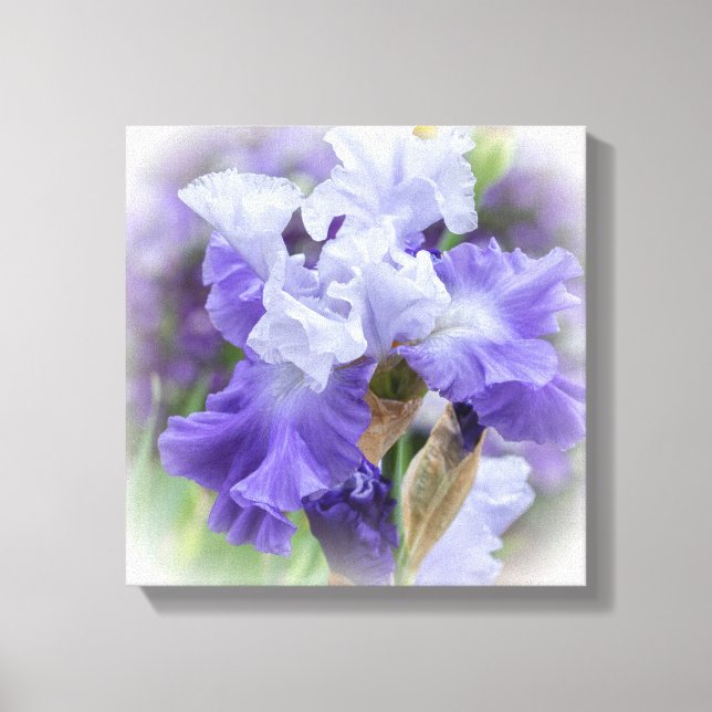 Regal Bearded Iris - Purple & White Canvas Print (Front)