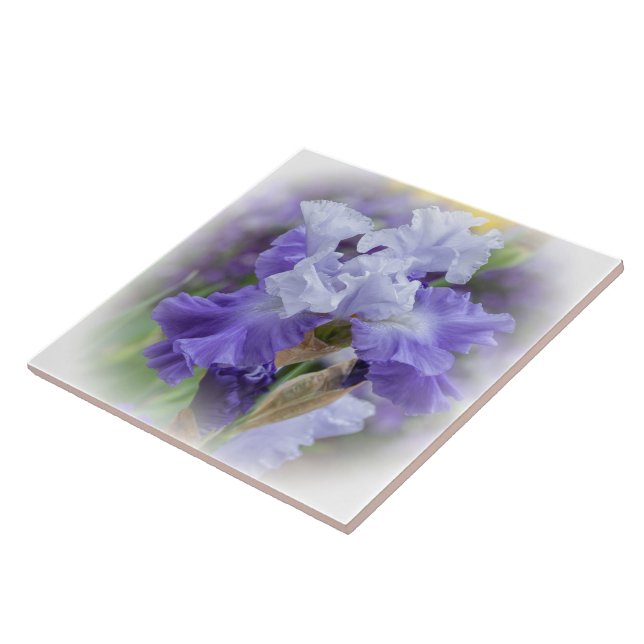 Regal Bearded Iris - Purple & White Tile (Side)