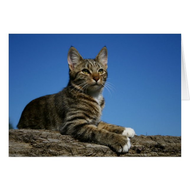 [Regal Cat Portrait] - Any Occasion Card (Front Horizontal)