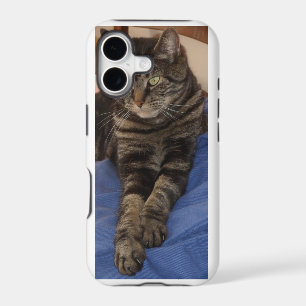 Regal Dave Cases