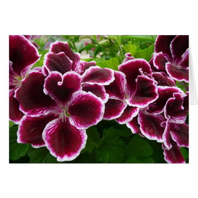 Regal Geranium Flowers Elegant Maroon Floral (Front Horizontal)