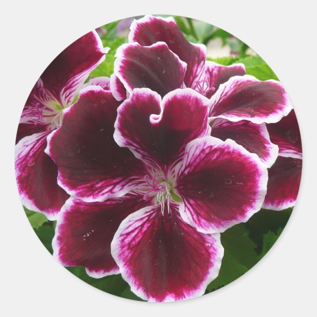 Regal Geranium Flowers Elegant Maroon Floral Lugga Classic Round Sticker (Front)