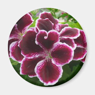 Regal Geranium Flowers Elegant Maroon Floral Lugga Magnet