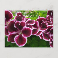 Regal Geranium Flowers Elegant Maroon Floral Lugga