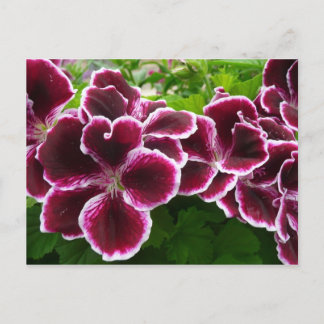 Regal Geranium Flowers Elegant Maroon Floral Lugga Postcard