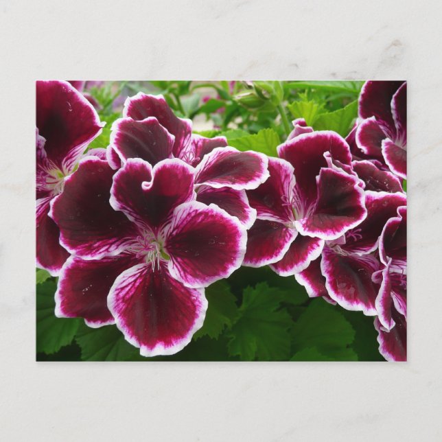 Regal Geranium Flowers Elegant Maroon Floral Lugga Postcard (Front)