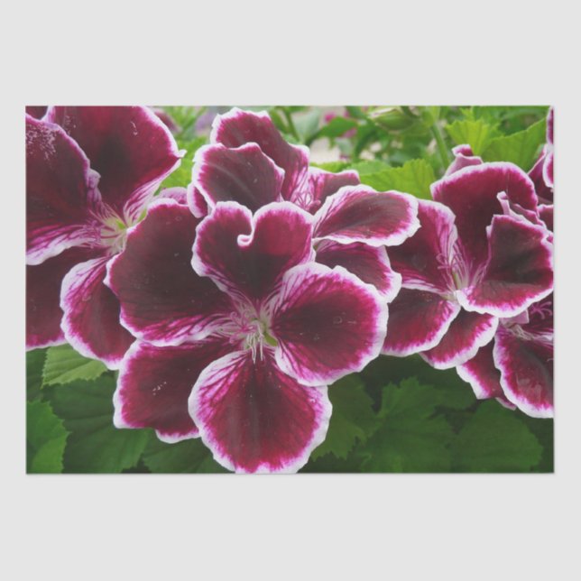 Regal Geranium Flowers Elegant Maroon Floral Lugga Tissue Paper (Front)