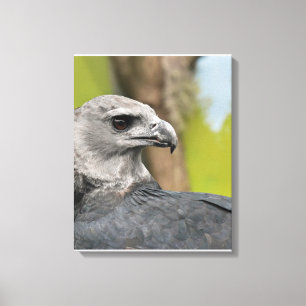Regal Harpy Eagle Canvas Print
