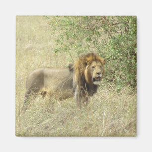 regal lion magnet