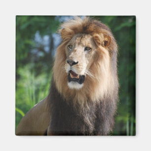 Regal Lion Magnet