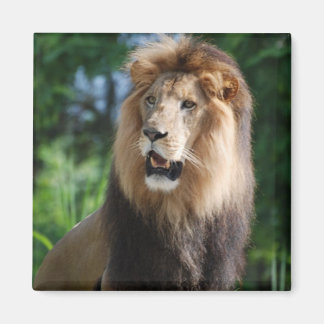 Regal Lion Magnet