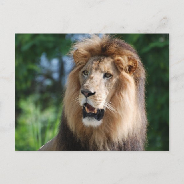 Regal Lion Postcard (Front)