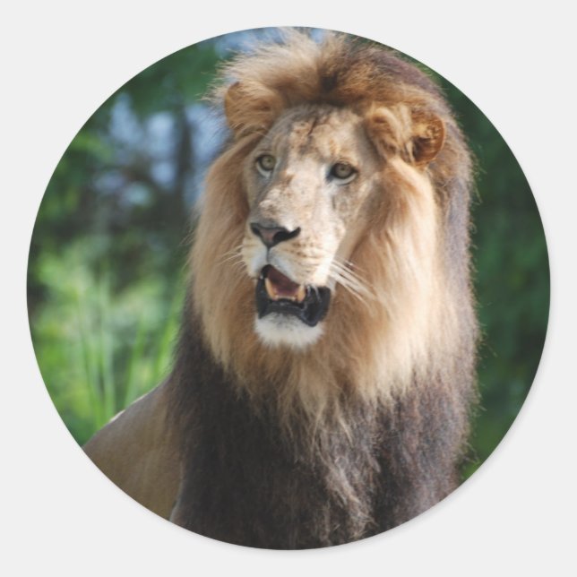 Regal Lion Sticker (Front)