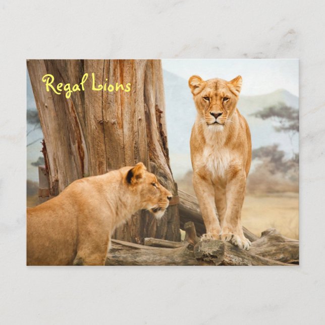 Regal Lions Postcard (Front)