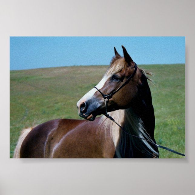 Regal Morgan Mare Print (Front)