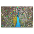 Regal Peacock Bird with Teal and Gold Plumage