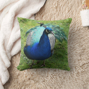 Regal Peacock Power  Cushion