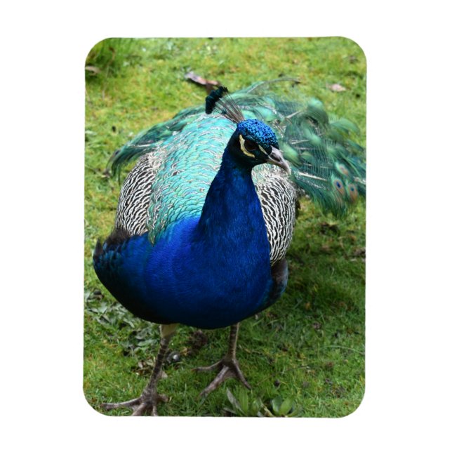 Regal Peacock Power Magnet (Vertical)