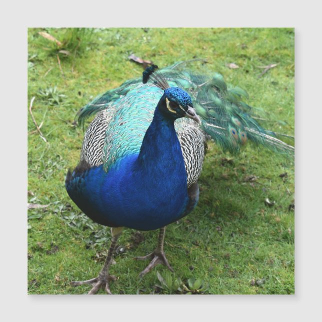 Regal Peacock Power Magnetic Card (Front)