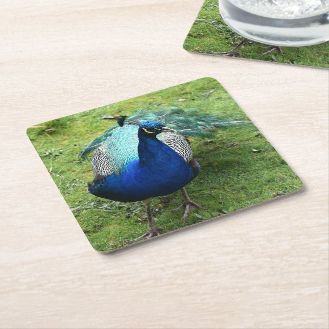 Regal Peacock Power  Square Paper Coaster (Angled)