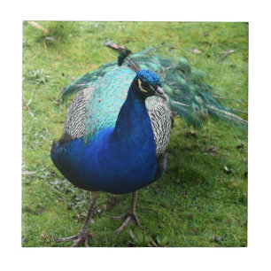 Regal Peacock Power Tile