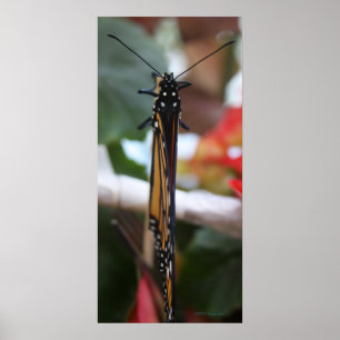 Regal Posed Monarch Poster